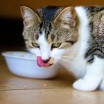 ¿Como elegir la comida de mi gato?