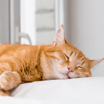 5 razones de porque tu gato duerme tanto