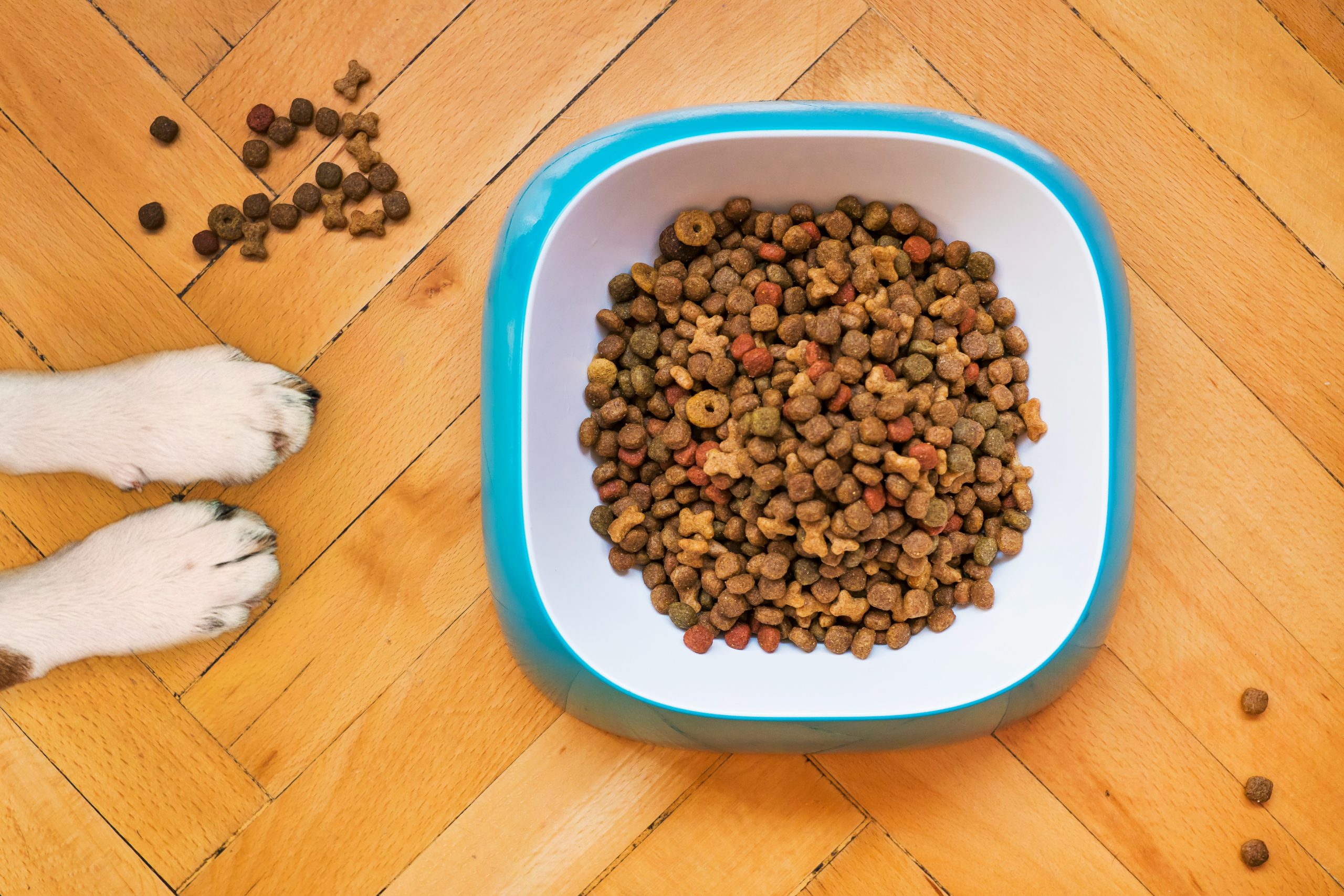 Tipos de comida para perro