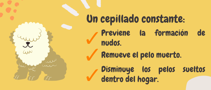 10 ways to care your beloved cat (5) 10 ways to care your beloved cat (5)